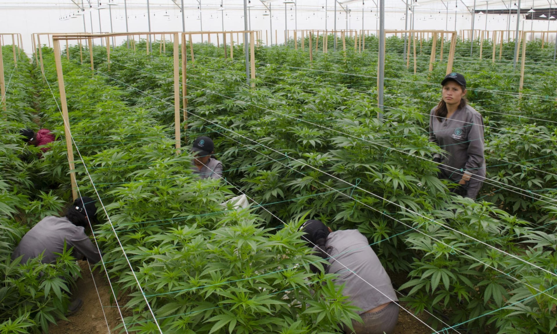 Clever Leaves send first pot flower shipment to Israel-based InterCure