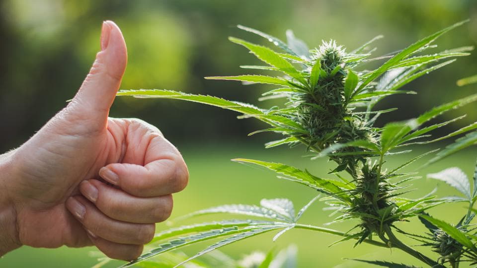 ManifestSeven goes public to continue pursuit of becoming the 'Amazon of Cannabis'