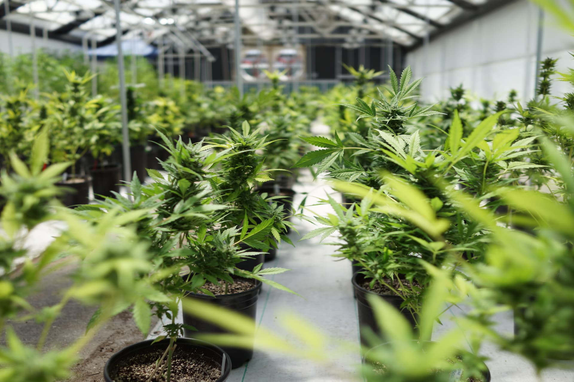 ManifestSeven goes public to continue pursuit of becoming the 'Amazon of Cannabis'