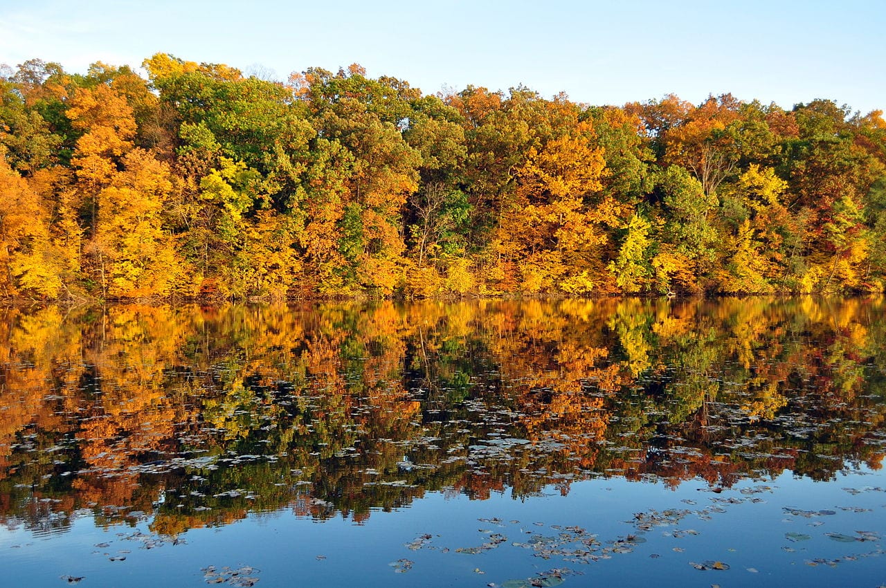 How Ann Arbor activists legalized psychedelics in a swing state - Hudson River