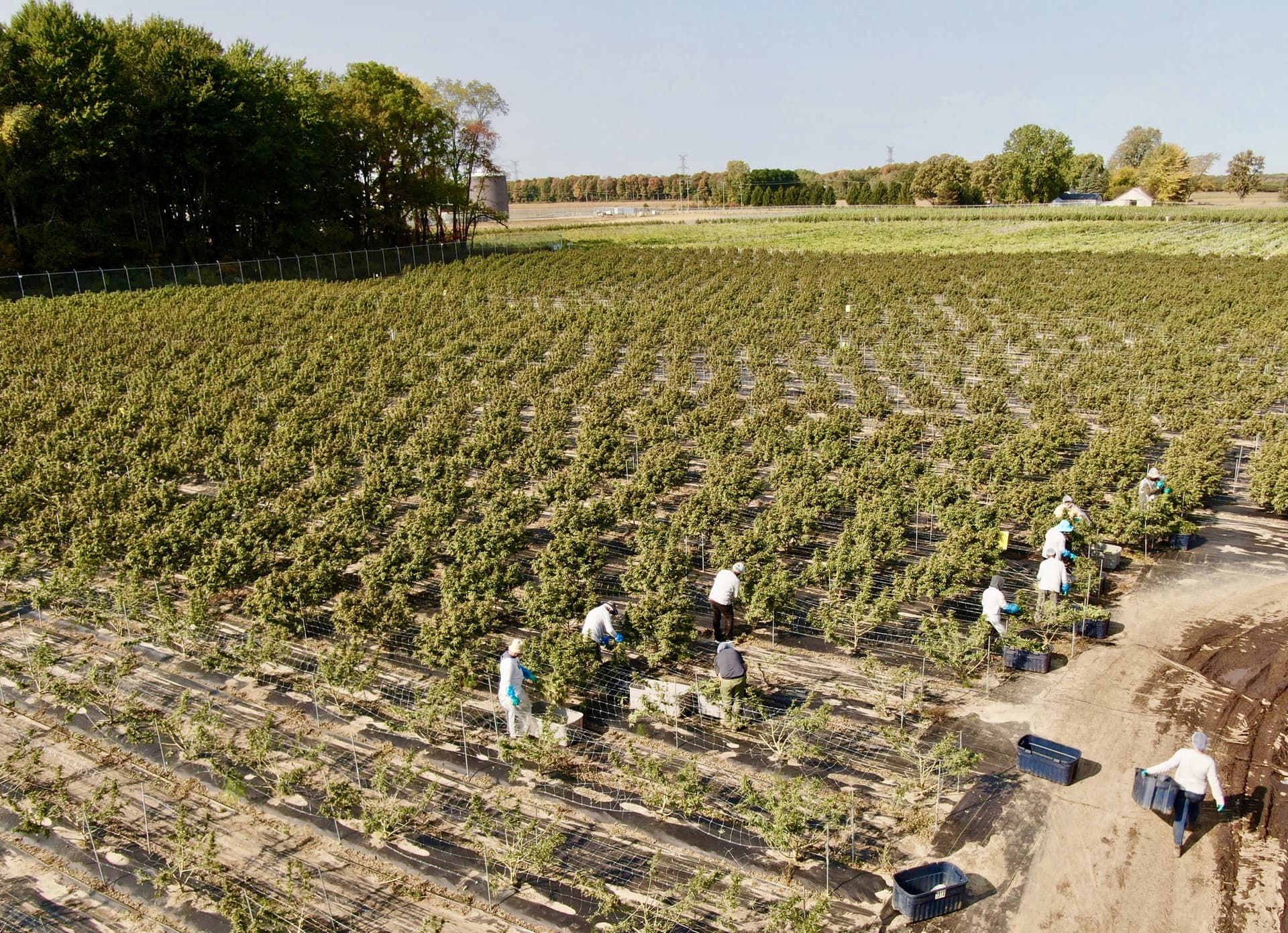 outdoor cannabis canada croptober 2020
