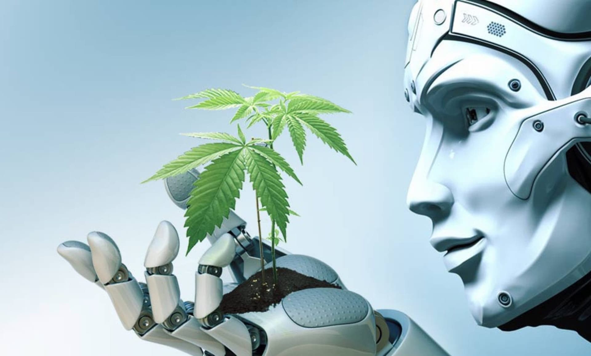 Ottawa pot shop chain unveils Canada's first AI budtender
