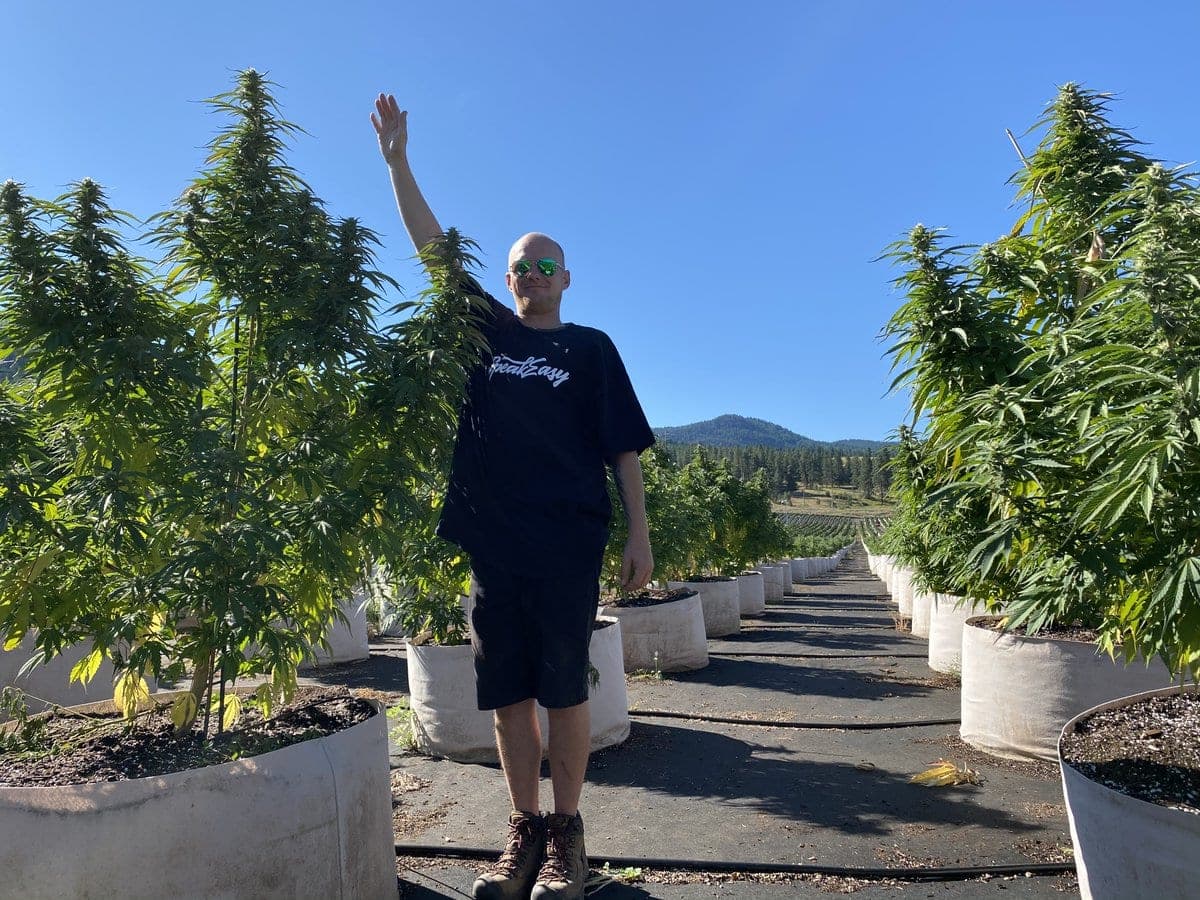 outdoor cannabis canada croptober 2020