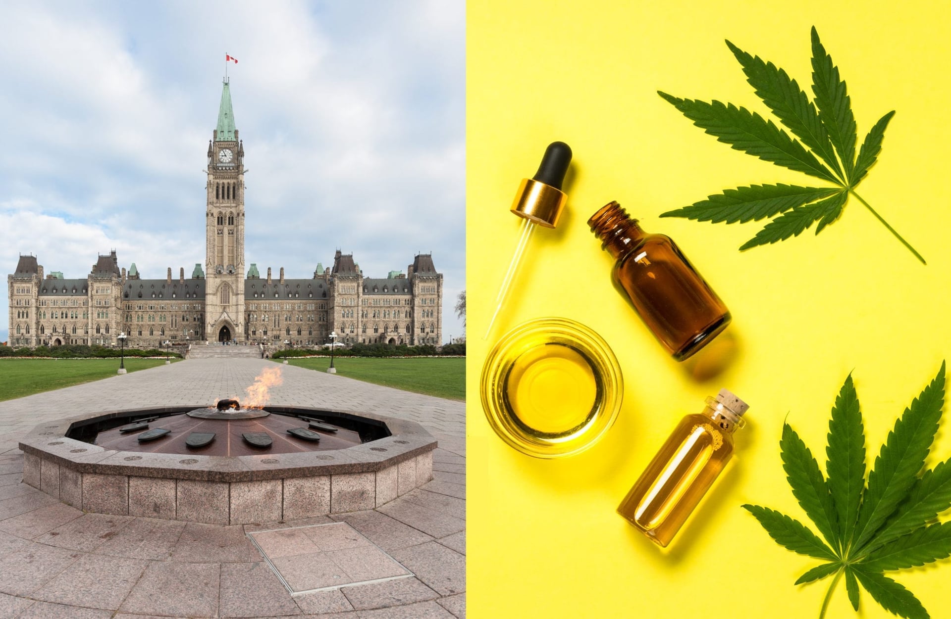 Canada's cannabis health product advisory committee lacks ethnic and professional diversity