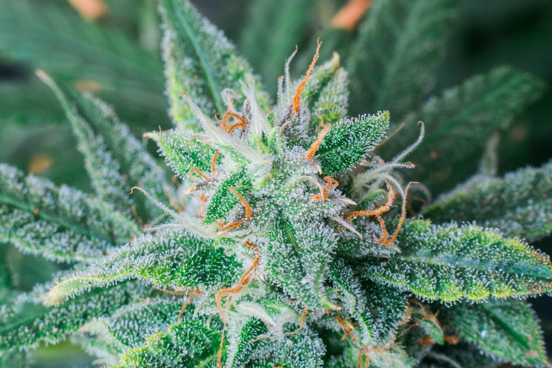 irradiation could hit Canadian micro-producers