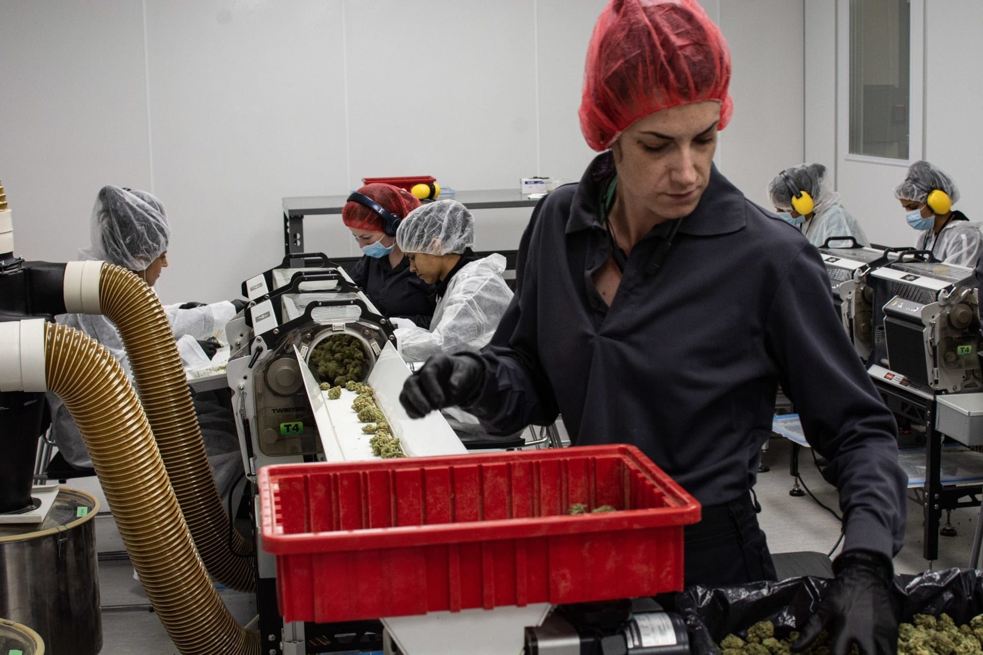 Opinion - If Canada is serious about job creation, it need only plant a cannabis seed