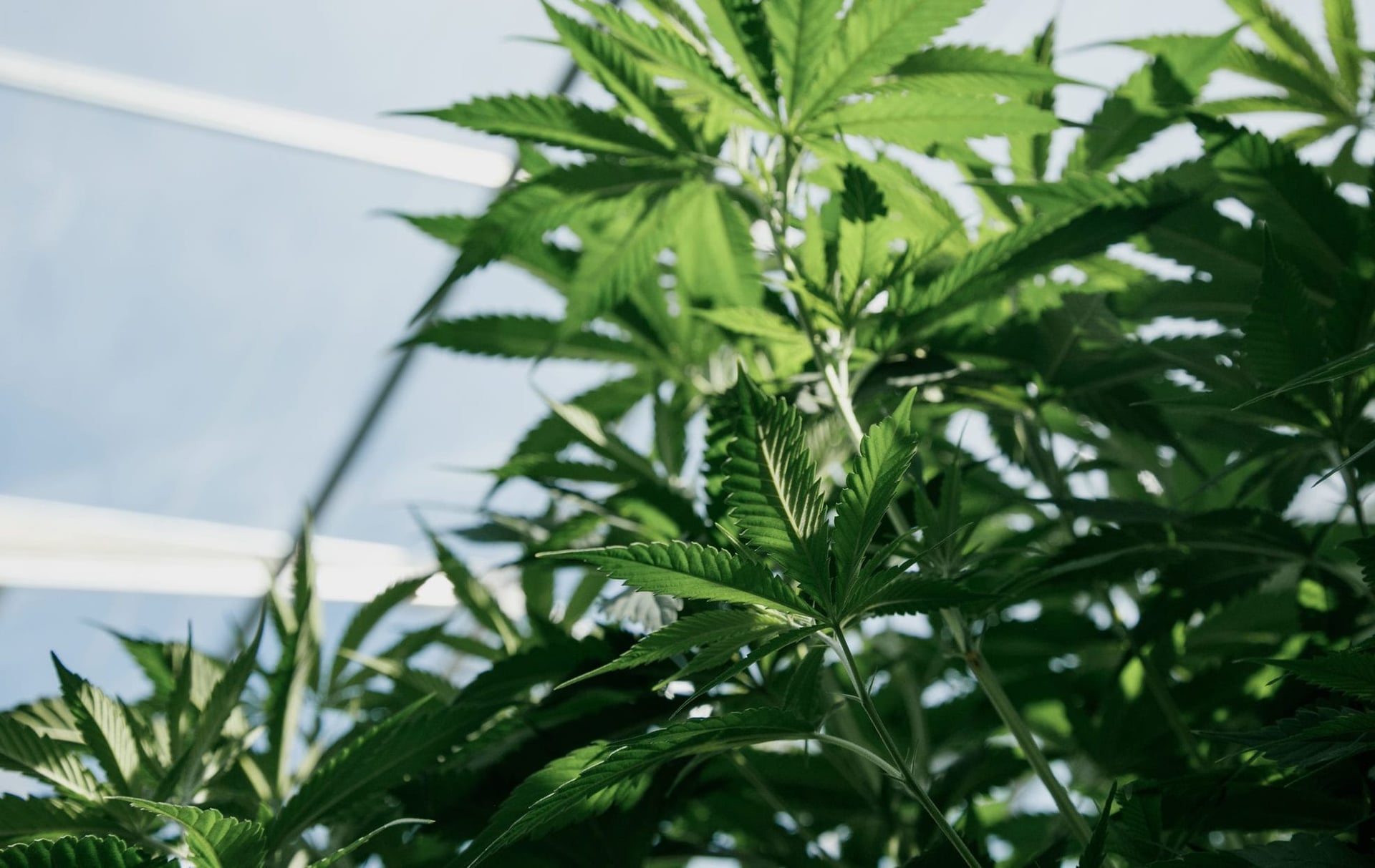 What to expect from the industry-led Cannabis Act review
