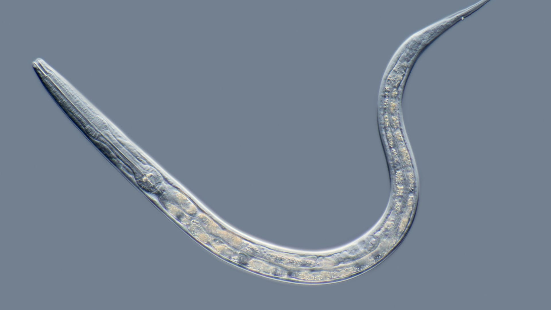 Worm study shows CBD may extend life