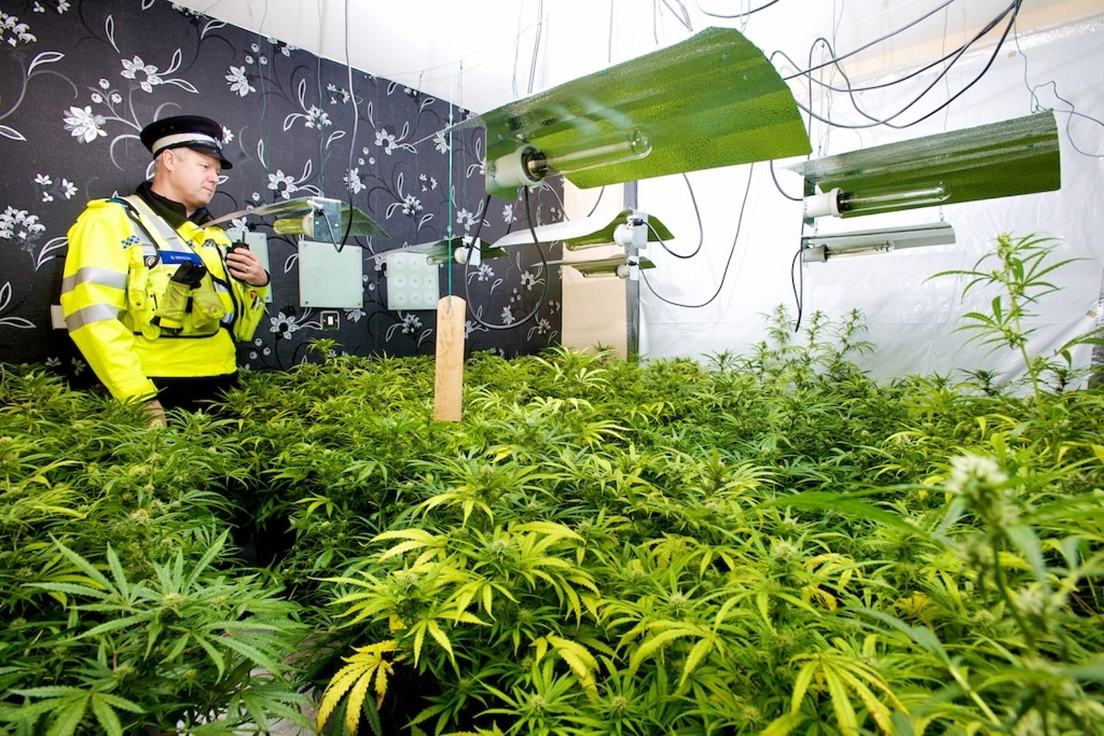 Cannabis arrest rates drop to historical low in 2019: StatsCan