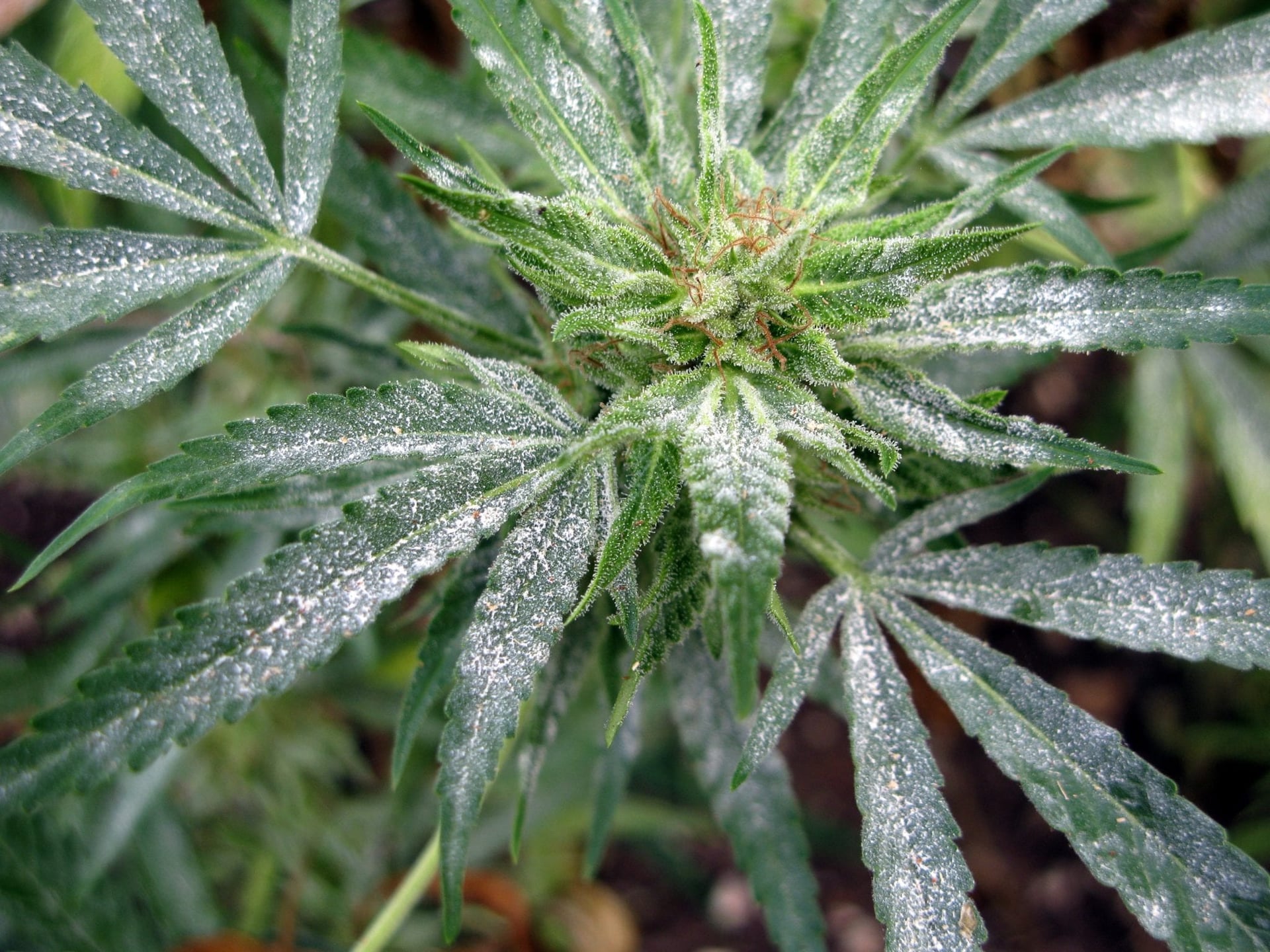 Industry praises North 40's integrity amid powdery mildew outbreak