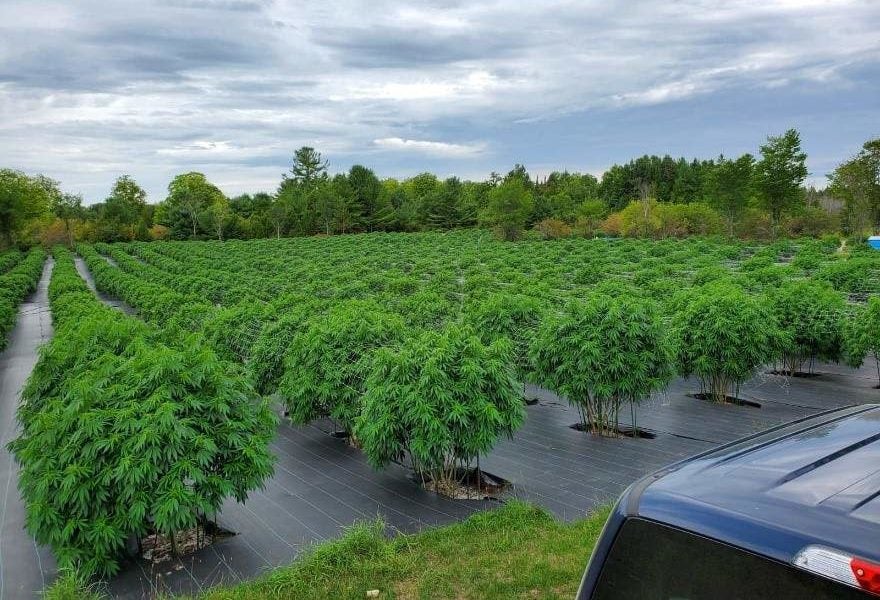 Health Canada hints at increased grey market enforcement