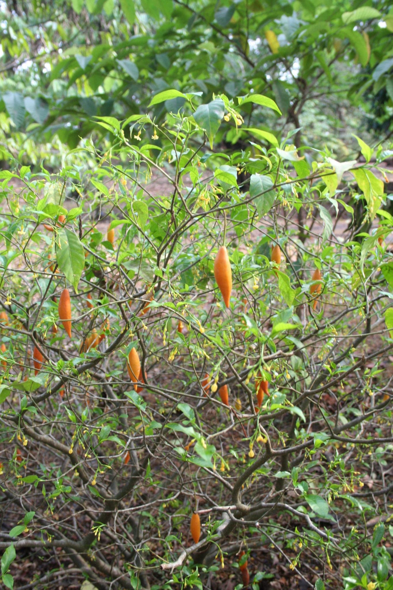 Iboga growing in Cameroon