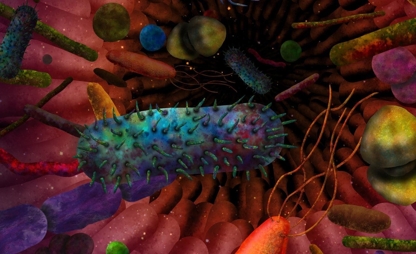 Gut bacteria play role in endocannabinoid system, healthy brain function: study
