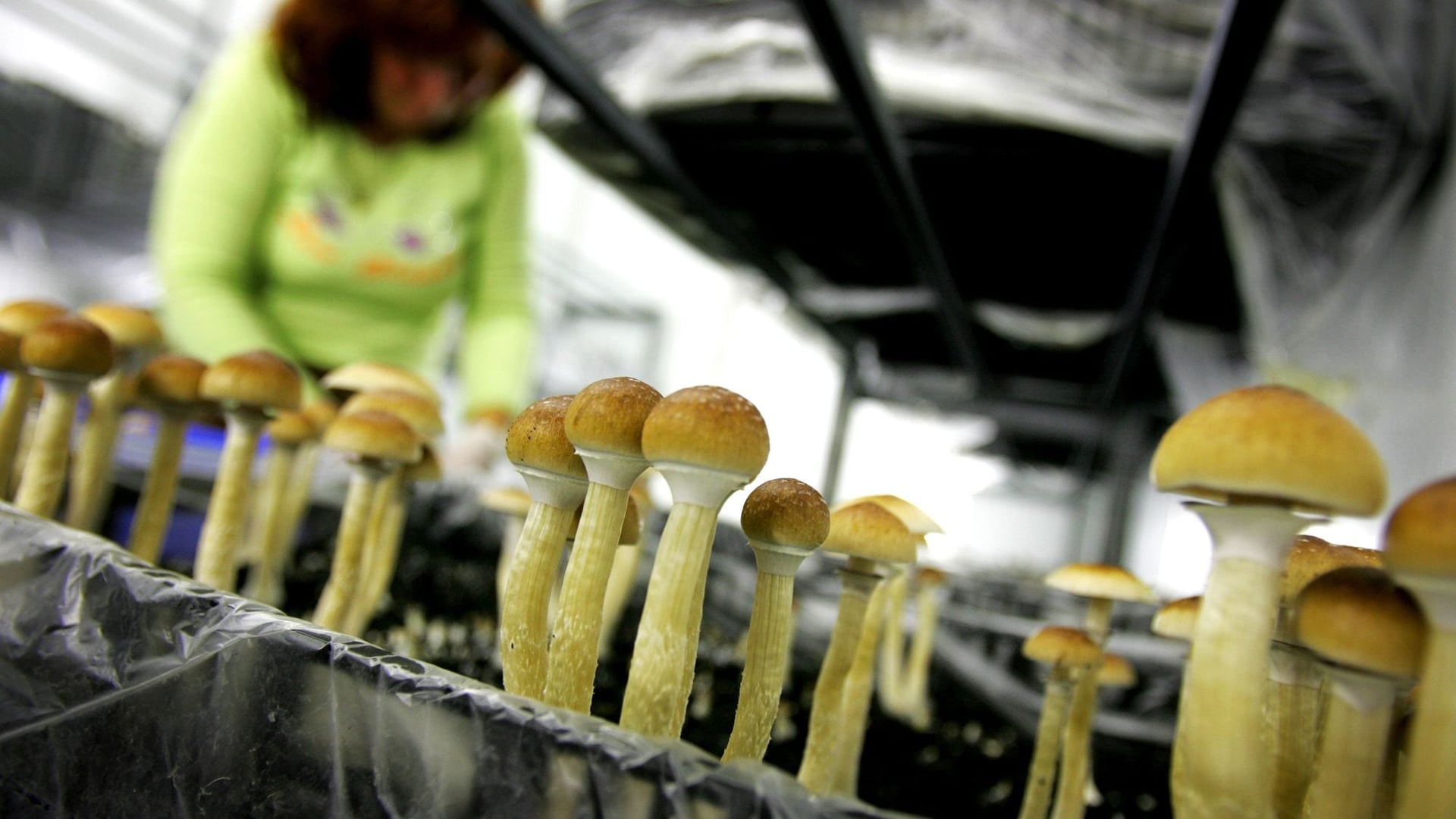 MagicMed attracts investors to advance library of psychedelic derivatives