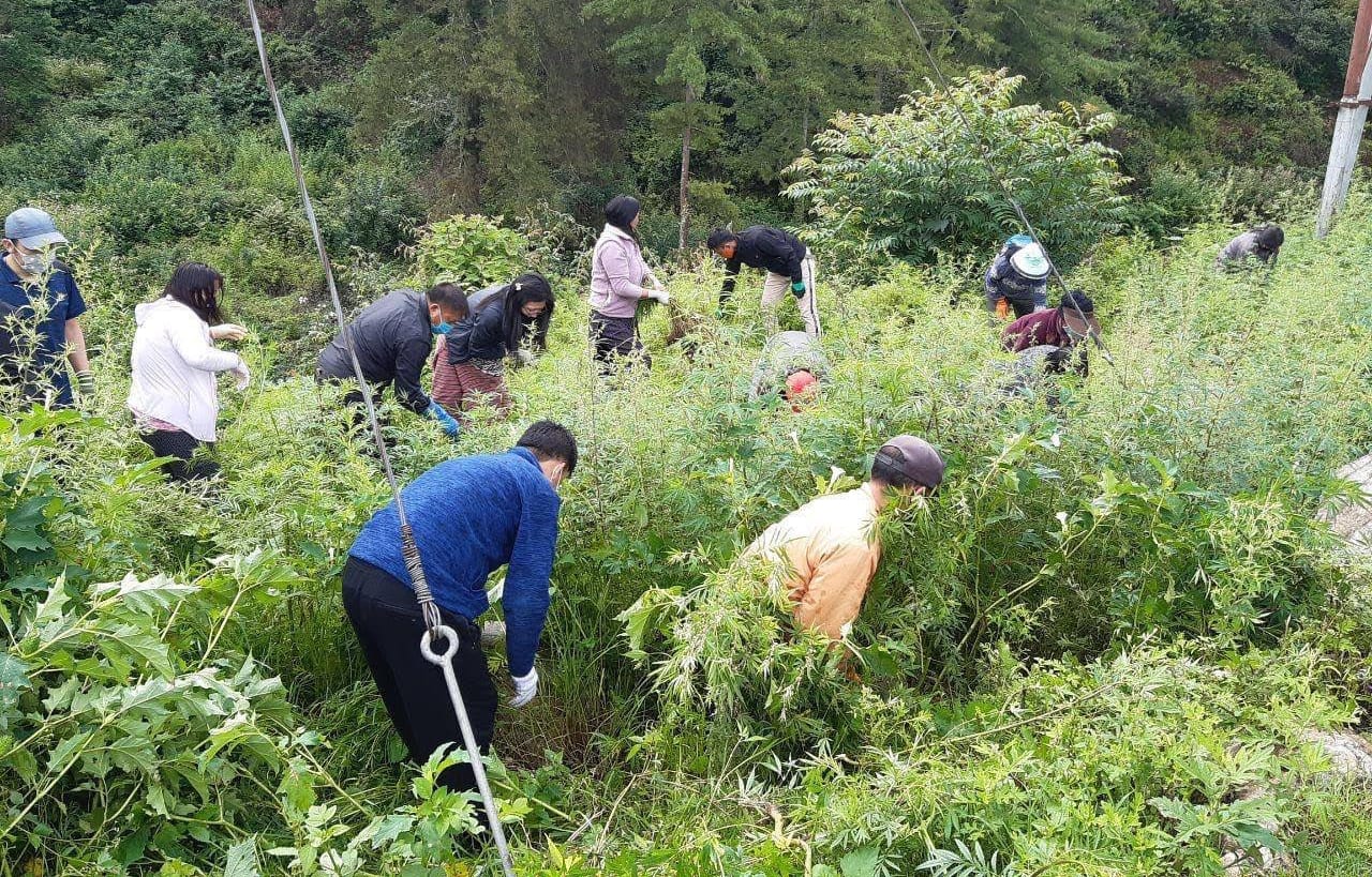 In the Land of the Thunder Dragon, only the pigs get high -- Bhutan cannabis reform