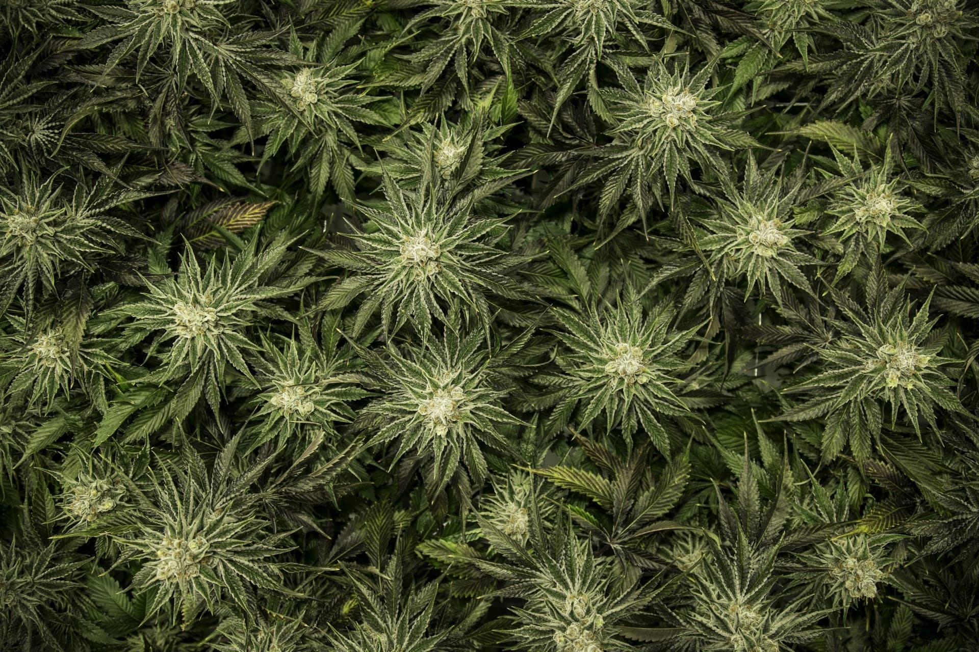 'No way to compromise on quality' - a conversation with Broken Coast's Kevin Anderson - above weed