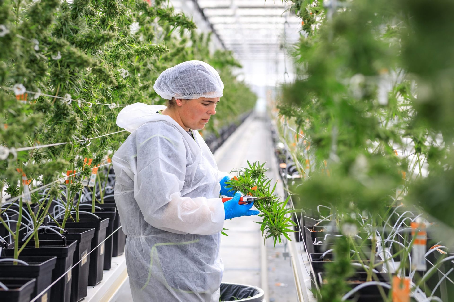Tilray to supply medical pot in France; Aphria expands brand in Germany