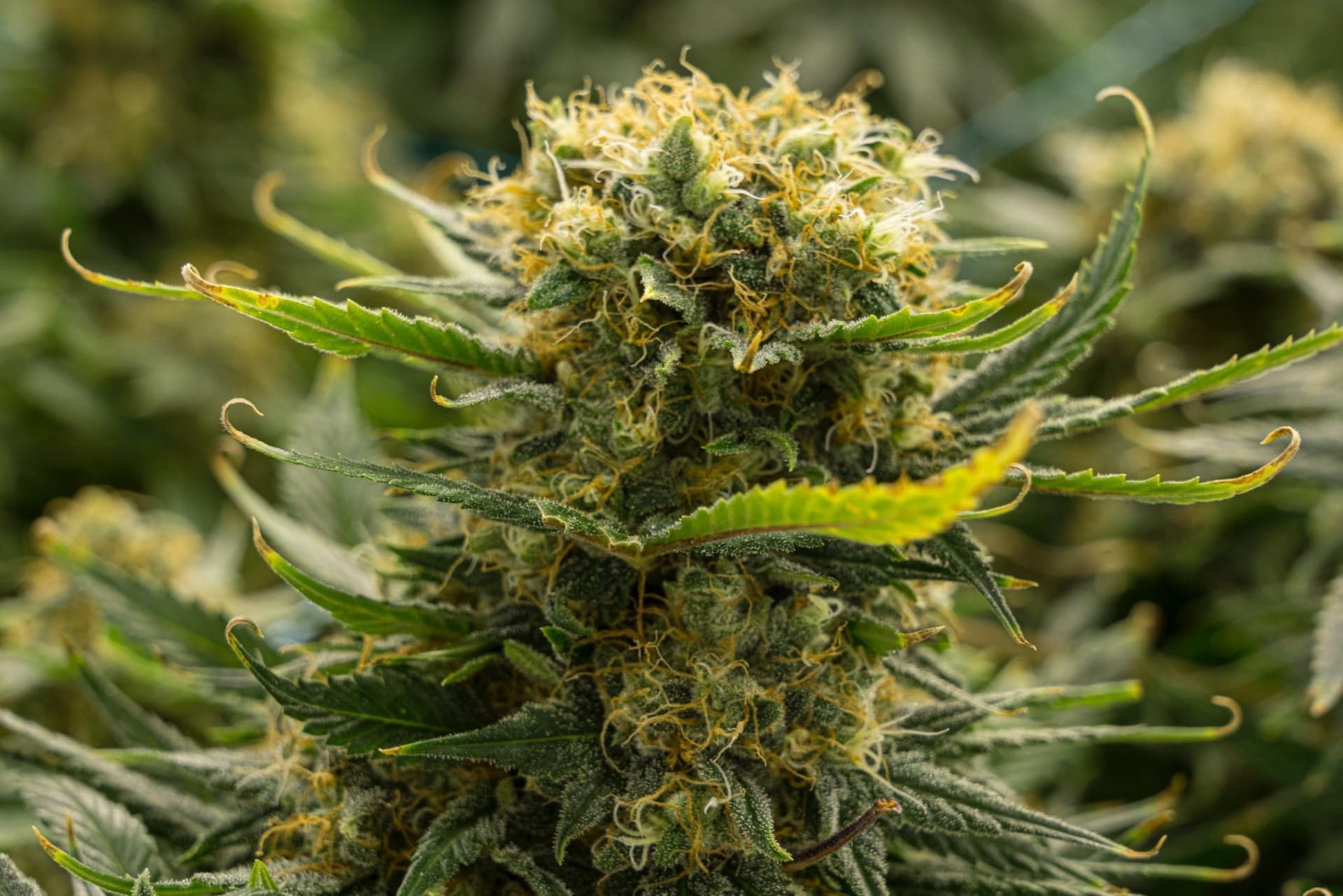 Slow provincial pot distribution channels continue to create issues like mould