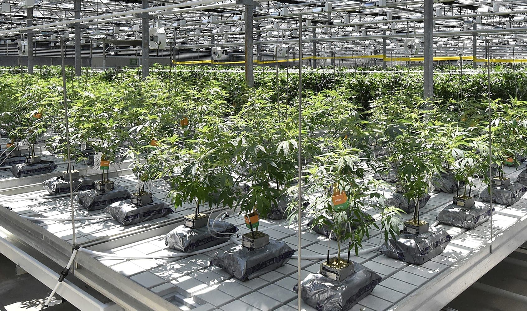 Can patients trust CannTrust’s new medical brand estora - Pelham