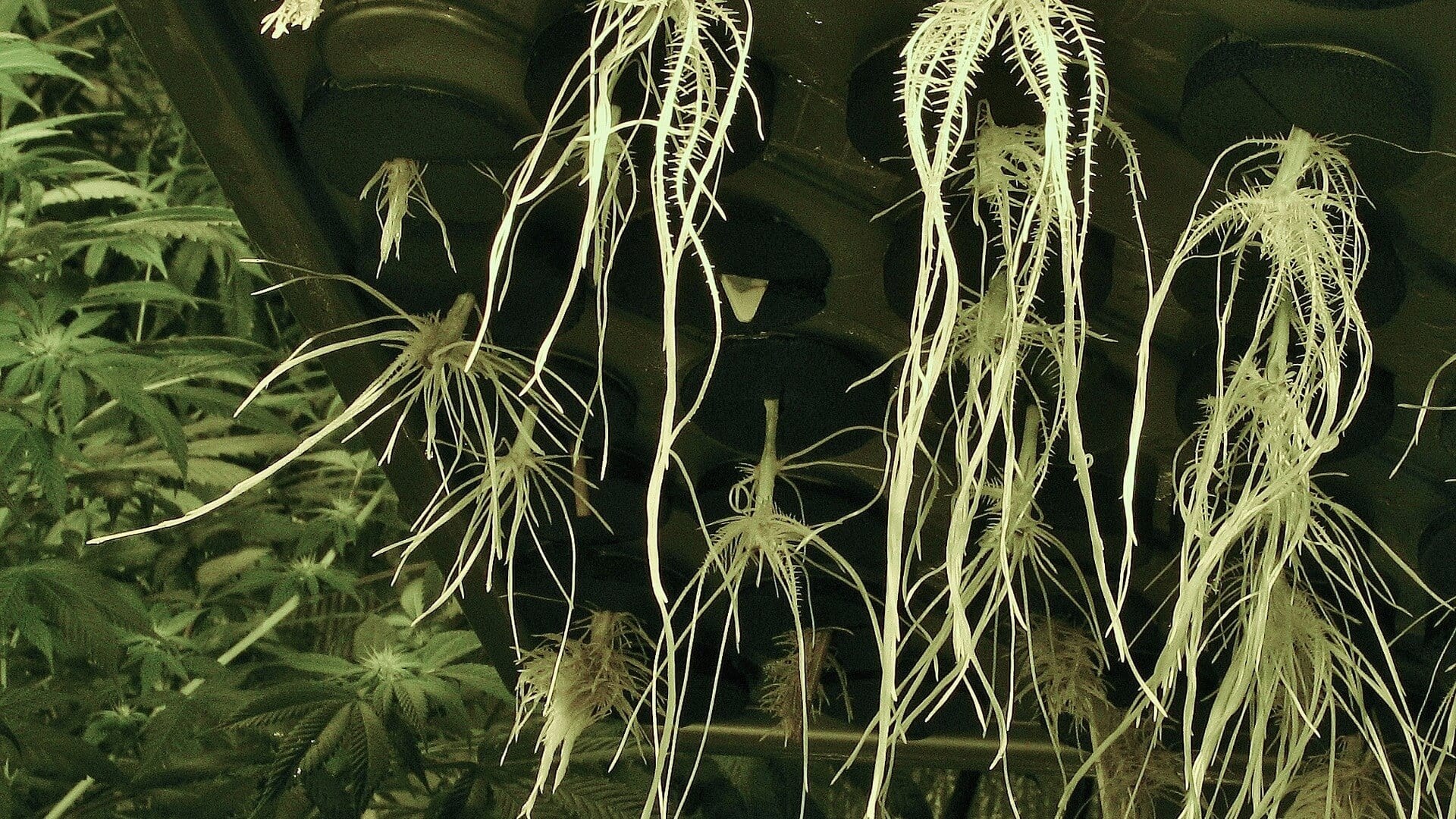 Compound found in cannabis roots has anti-inflammatory effects - study - weedroots