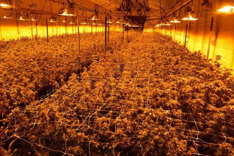 During Covid, California’s toxic trespass grows have returned to pre-legalization levels - Humboldt indoor