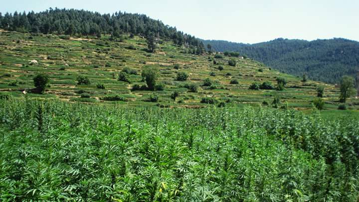 Morocco moves to legalize cannabis for medical and industrial use - cannabis fields ketama morocco