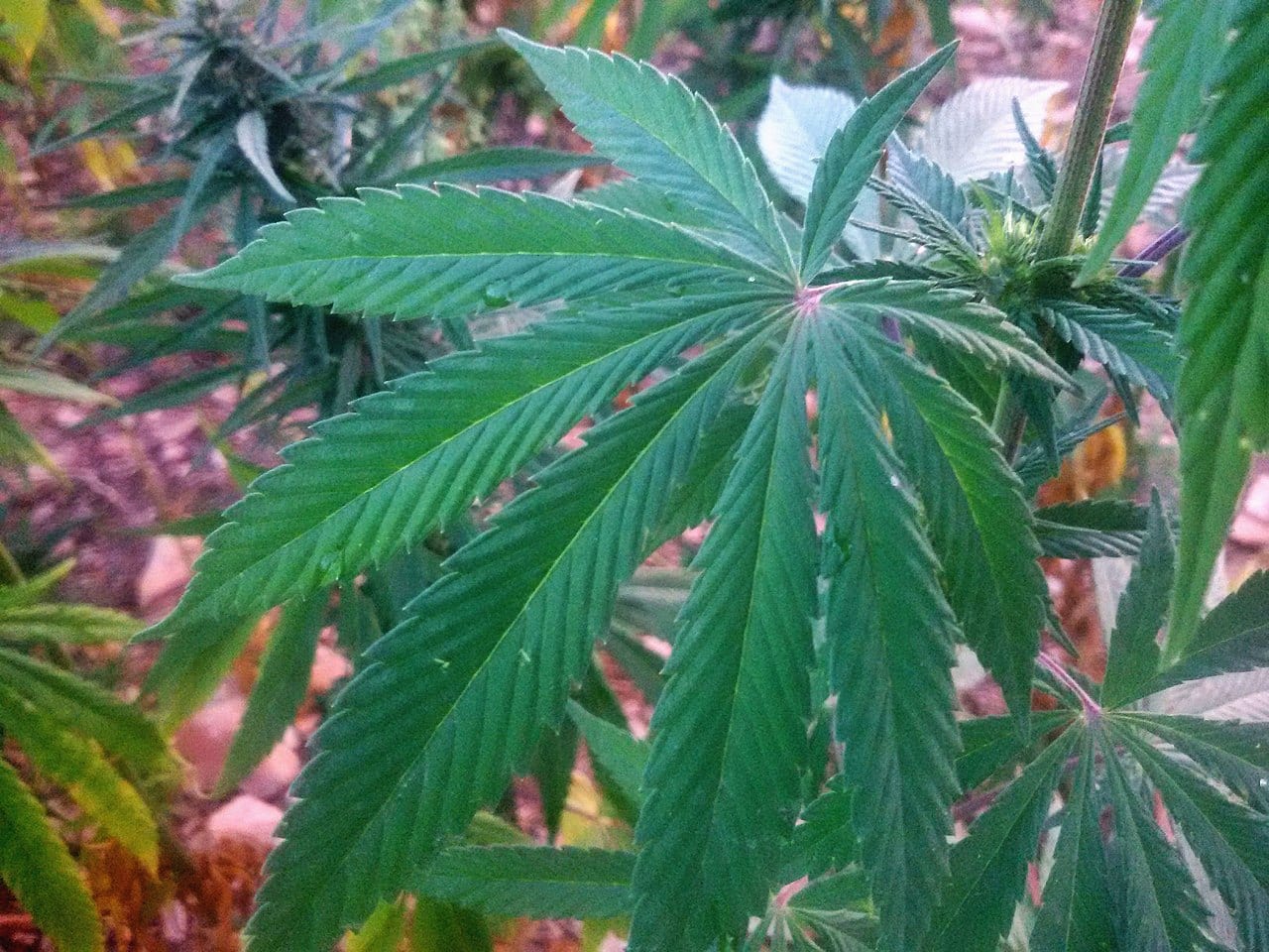 Morocco moves to legalize cannabis for medical and industrial use - leaf