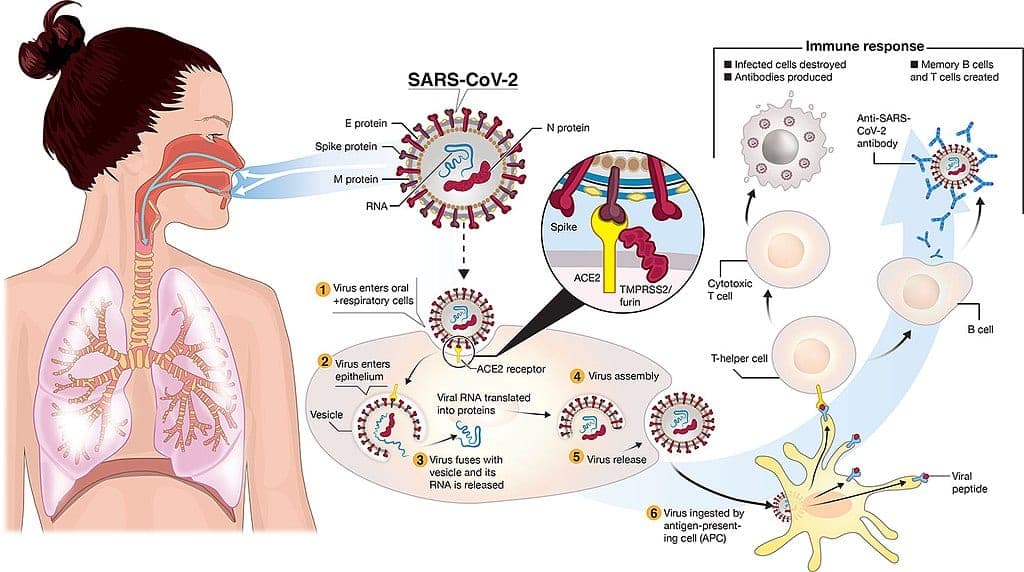 Weed impedes the entry of Covid-19 into cells - study - Covid diagram