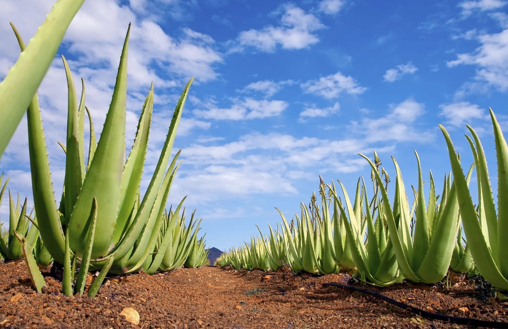 Aloe vera extract producer funds McGill CBD pain research
