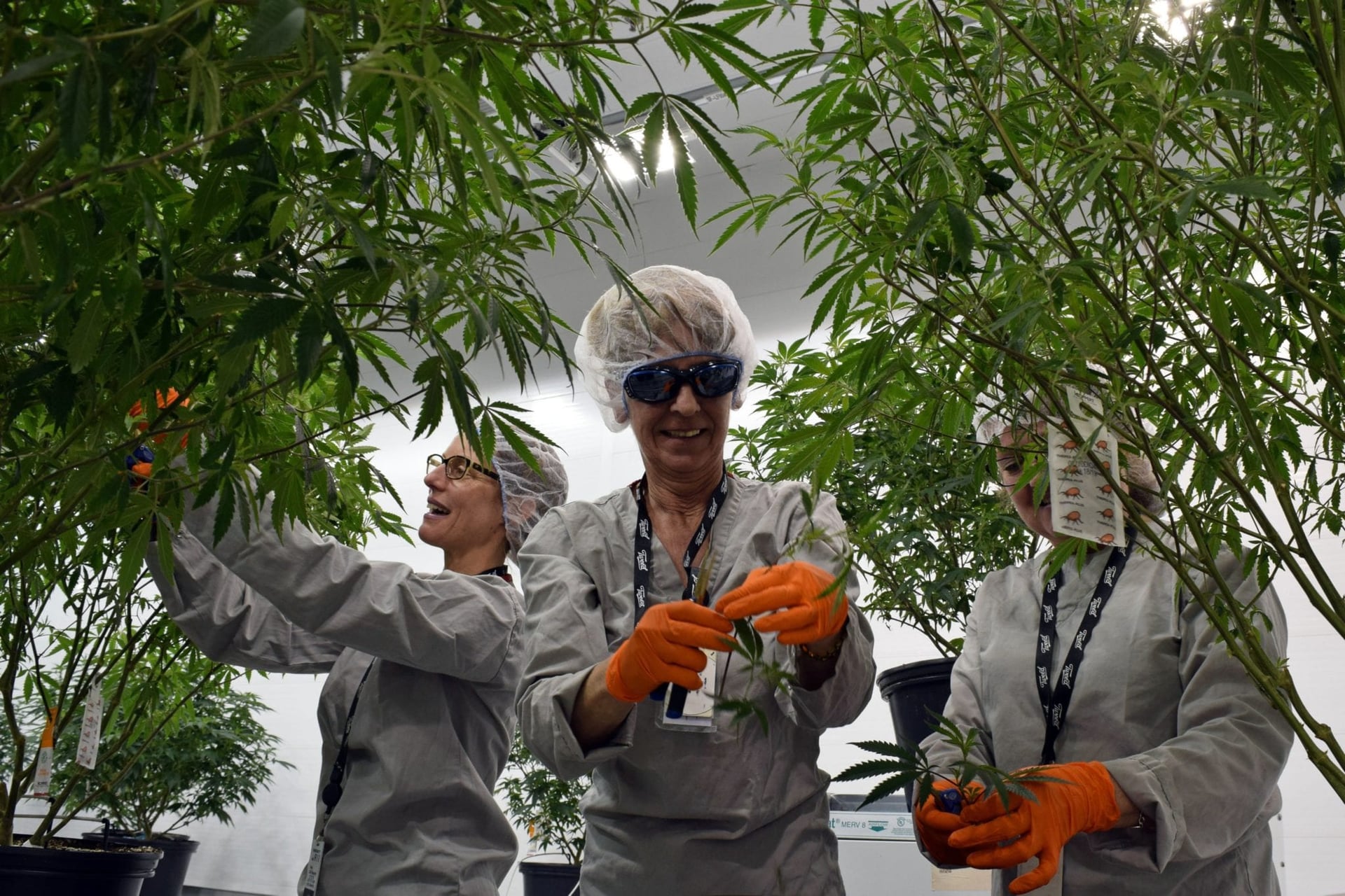 Canopy shares surge on 2022 profit prediction
