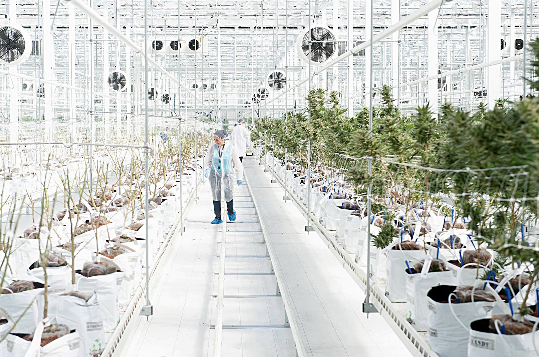 Hexo to enter Europe with $265M Zenabis acquisition