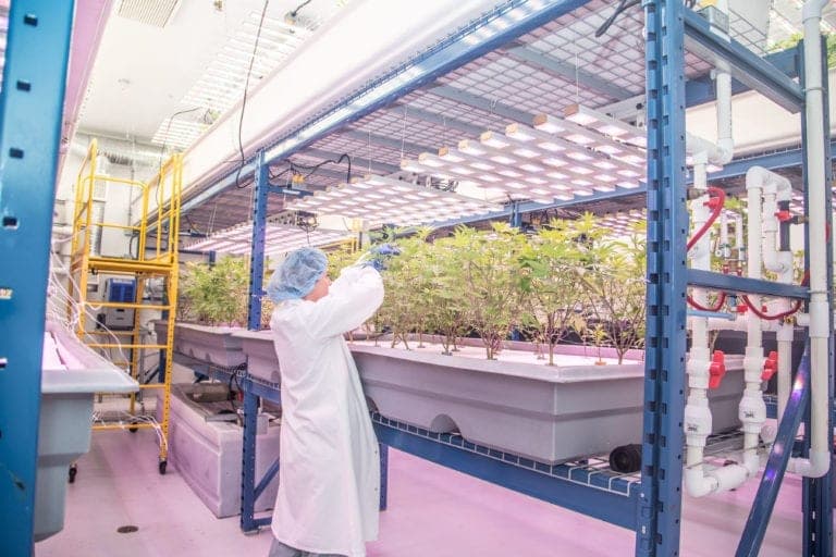 Cannabis-growing salmon is on the menu - aquaponics setup