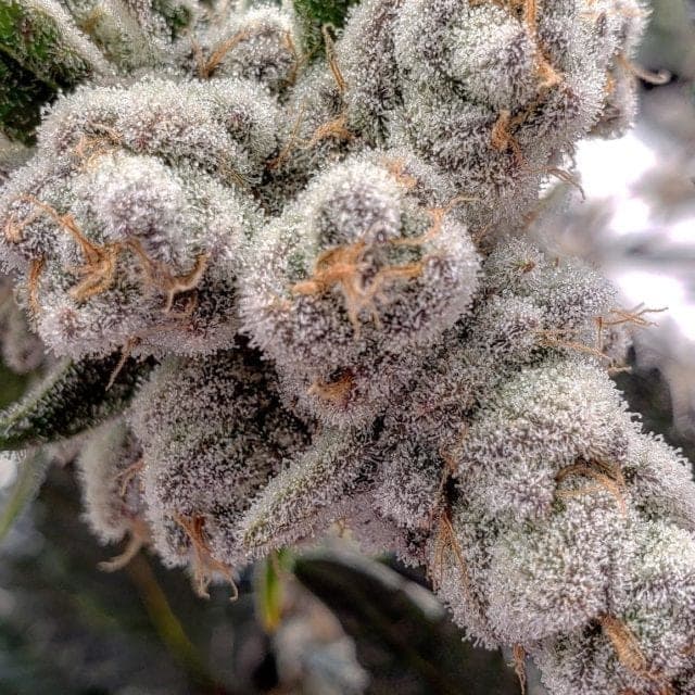 Cannabis-growing salmon is on the menu - cake cultivar