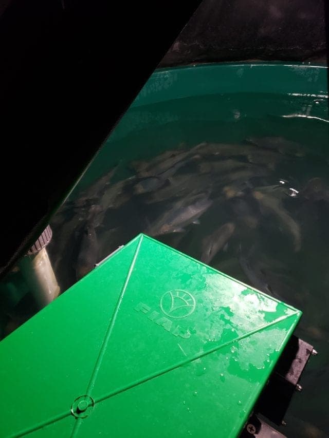 Cannabis-growing salmon is on the menu - tank