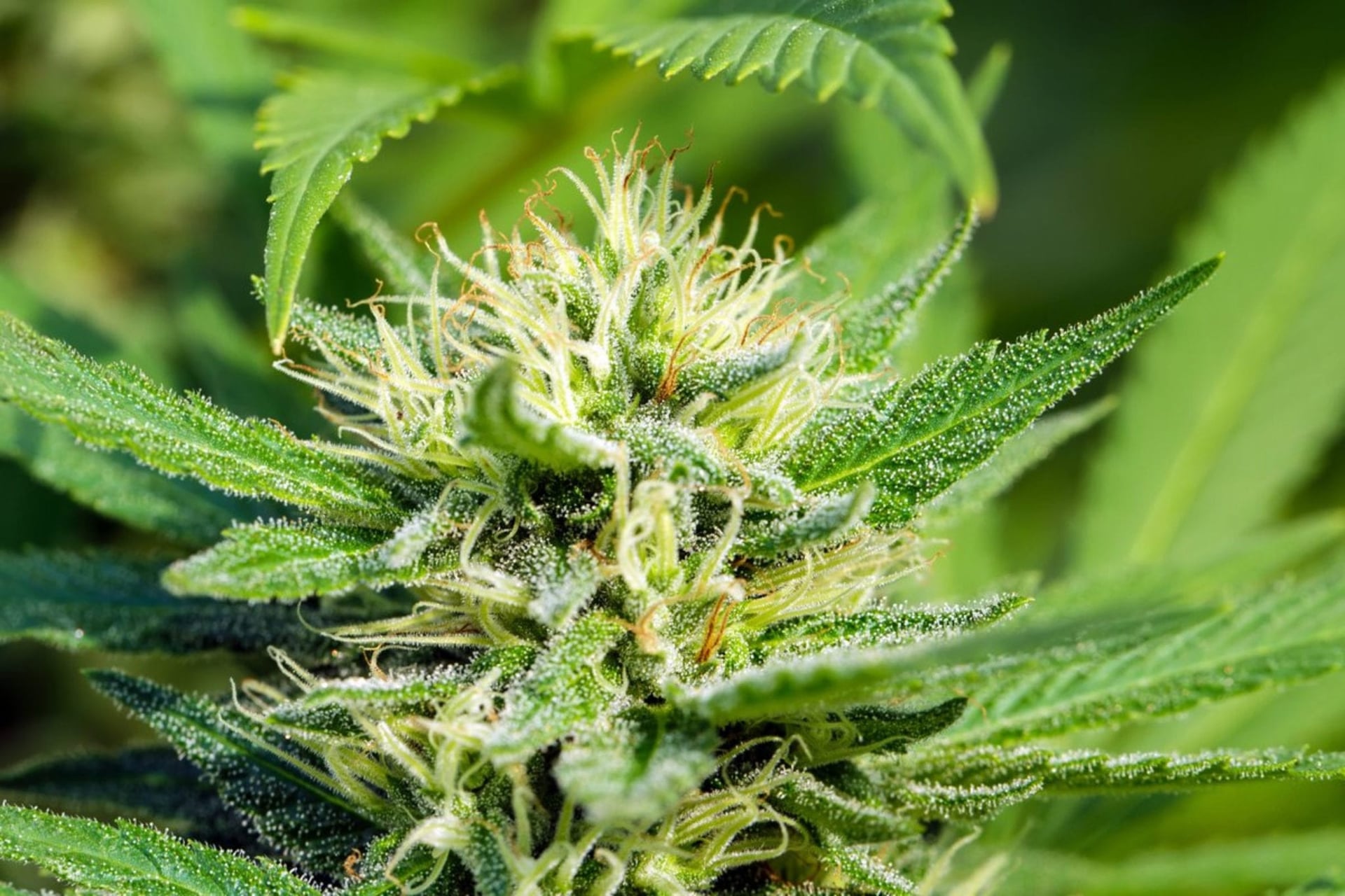 BC grower becomes first licensed producer to unionize in Canada