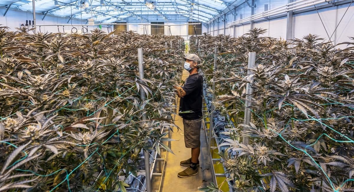 Top US pot brand Cresco Labs beats Q4 expectations