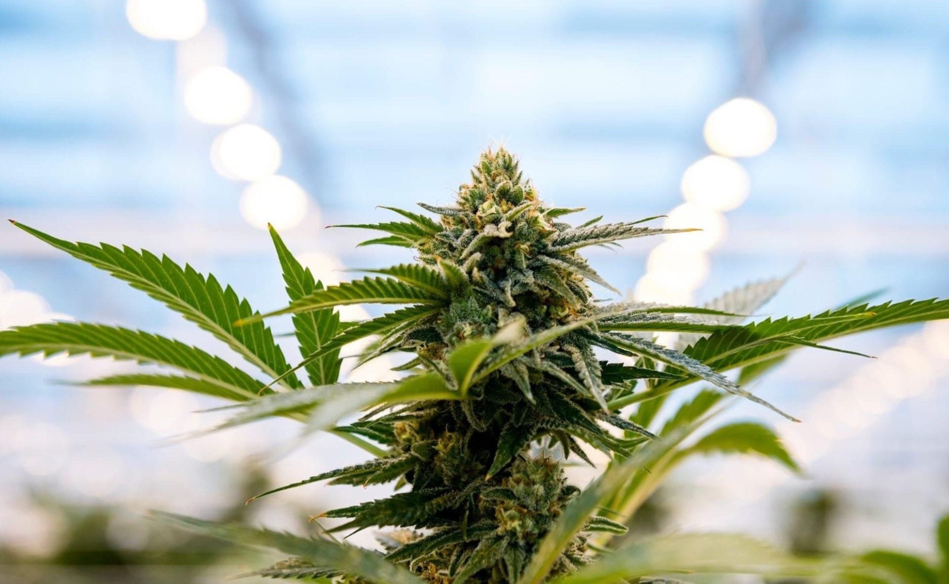 Hexo touts Q2 earnings, eyes M&A