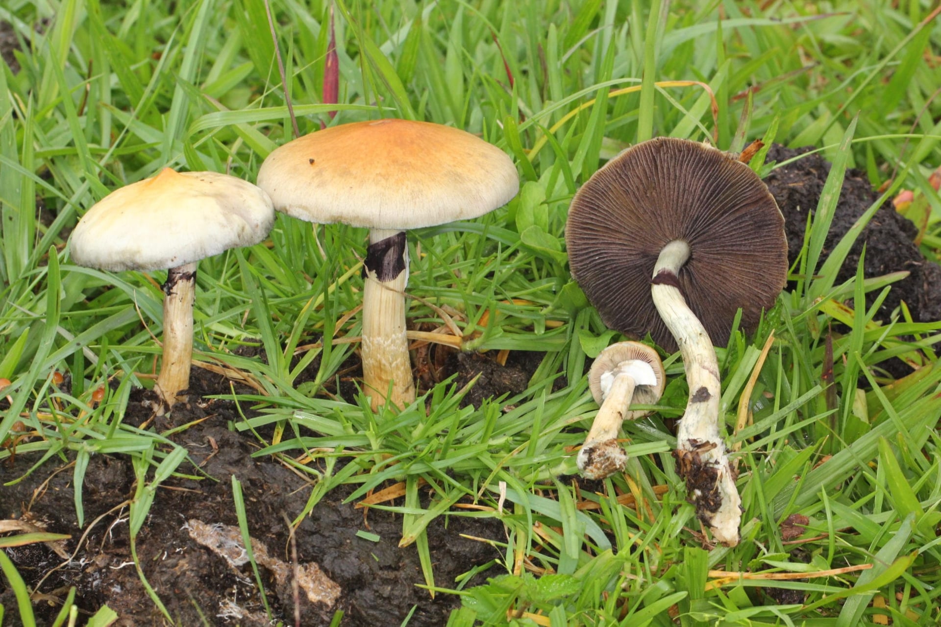Psilocybin's anti-depressant effects don't require the high