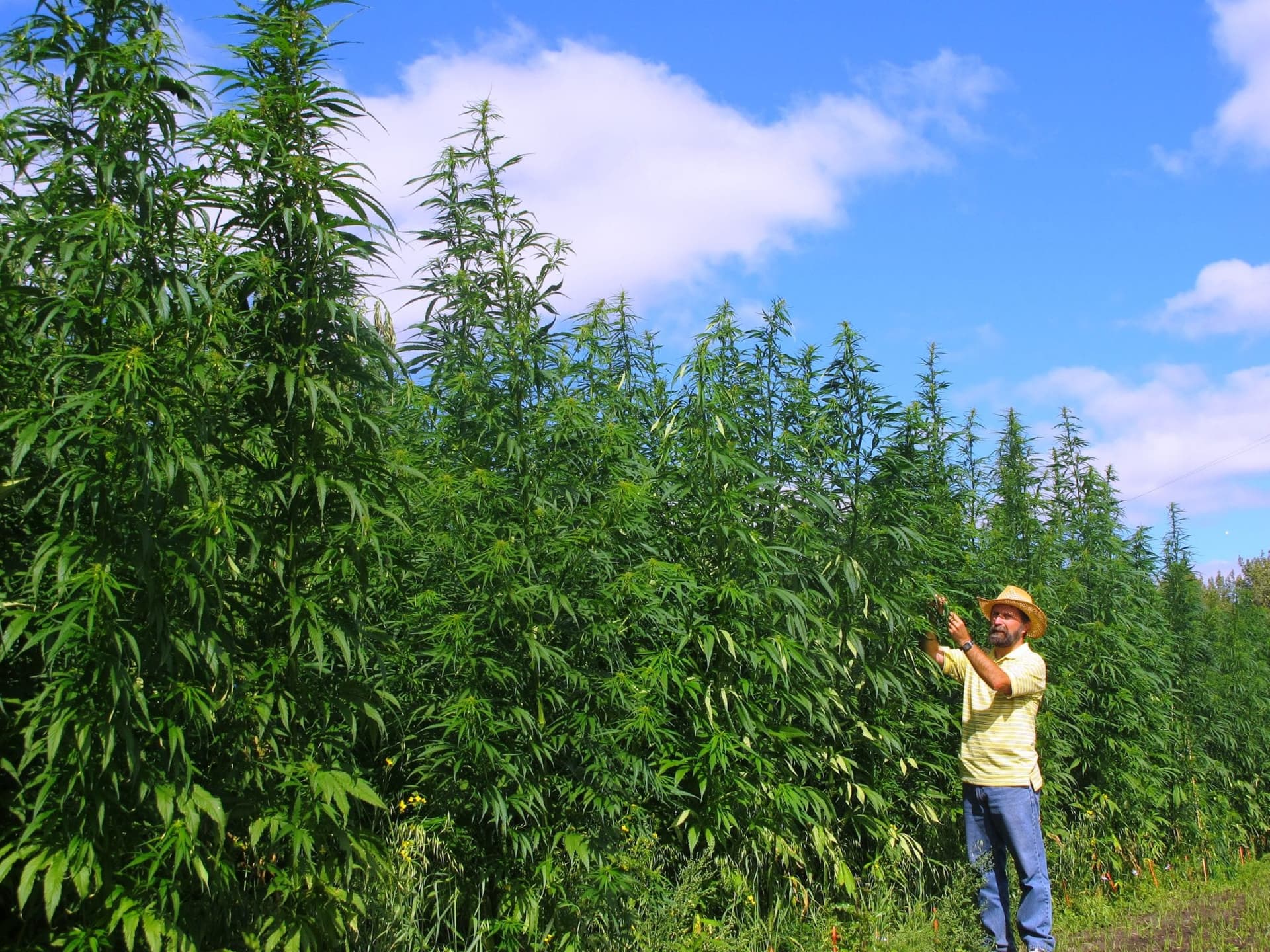 Health Canada opens up CBD market with new hemp cultivar approvals