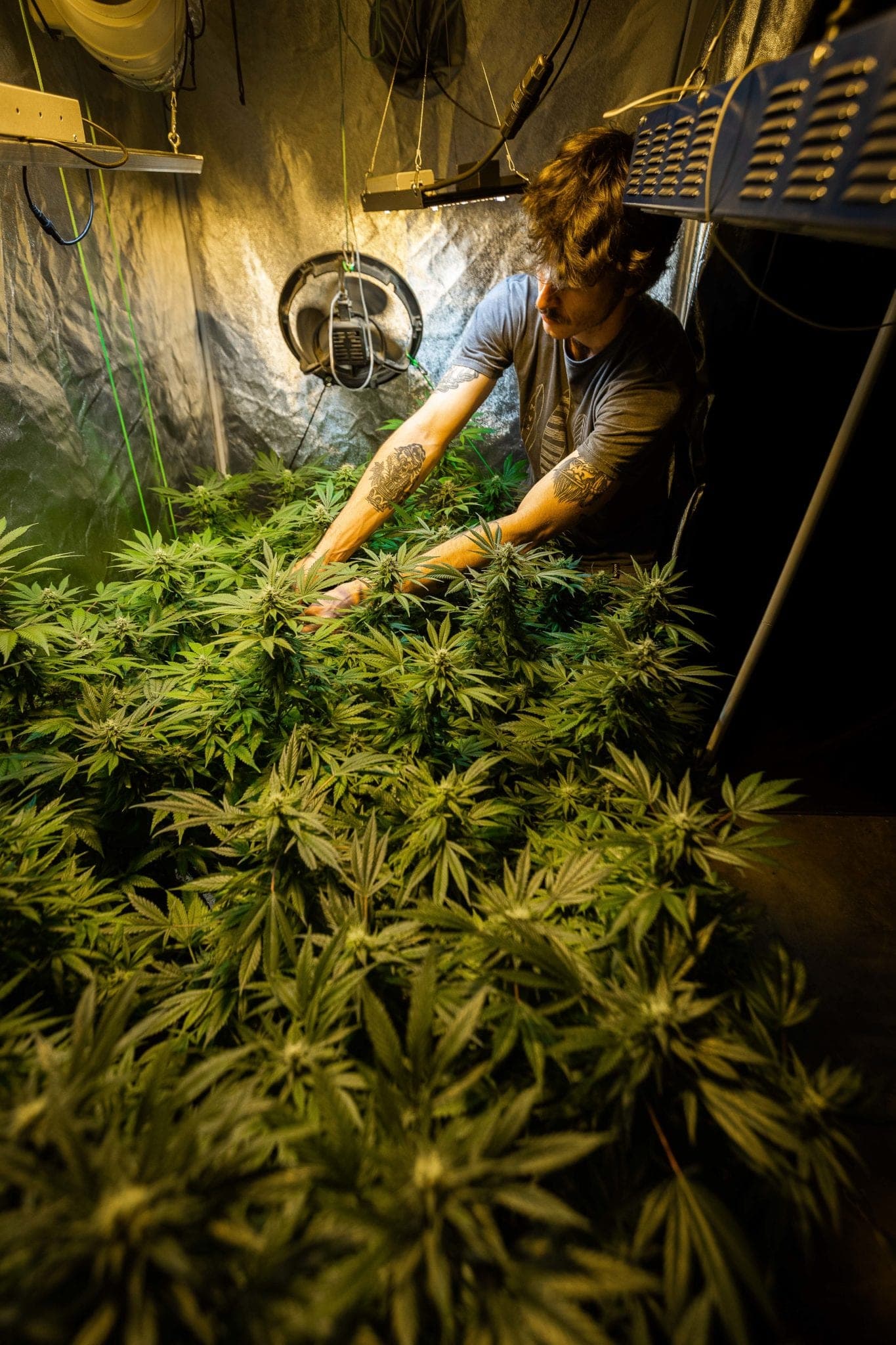 Lawmakers are keeping South Africa’s kasinomic cannabis economy in the shadows - Marijuana SA indoor grow