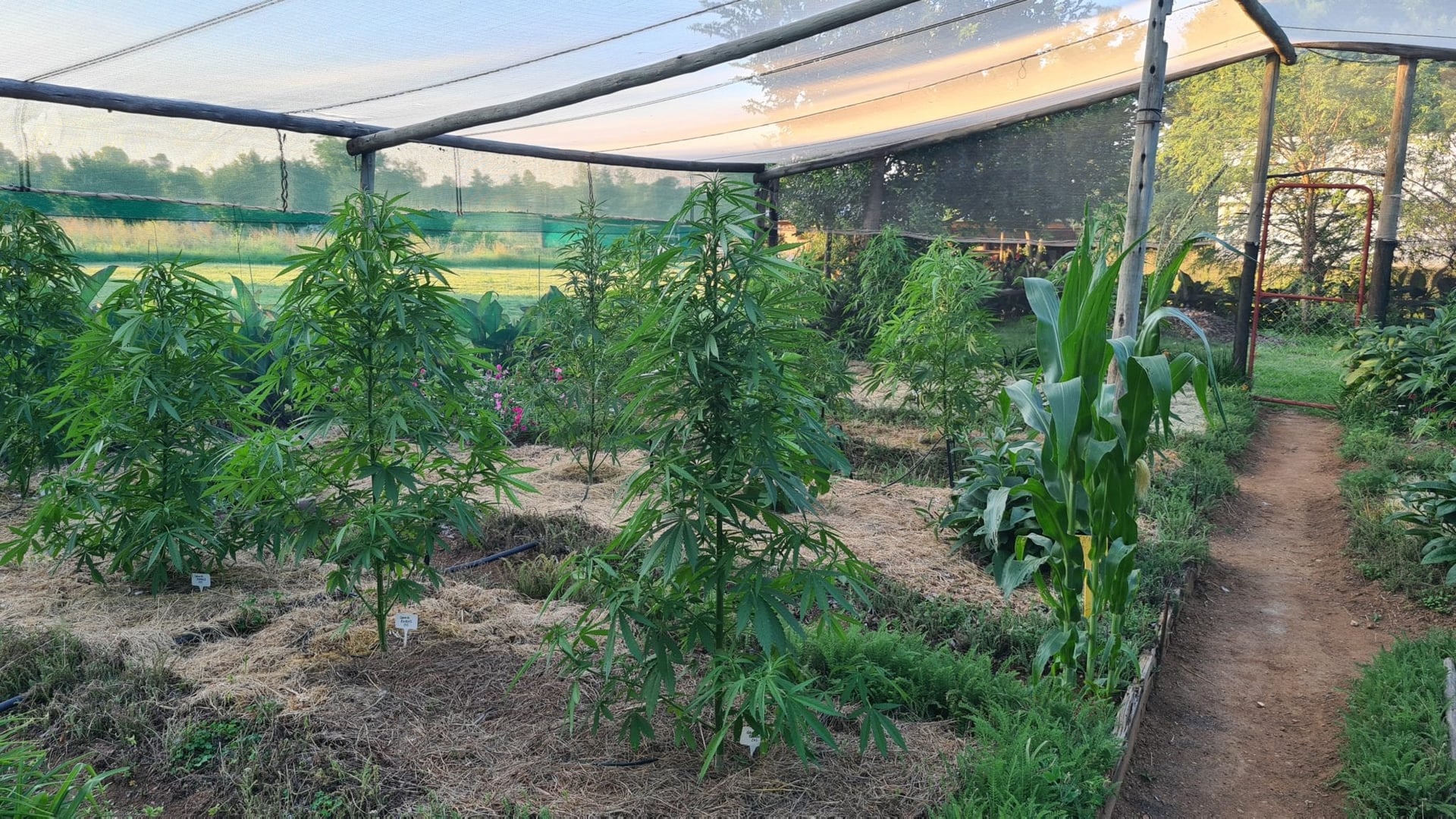 Lawmakers are keeping South Africa’s kasinomic cannabis economy in the shadows - private garden