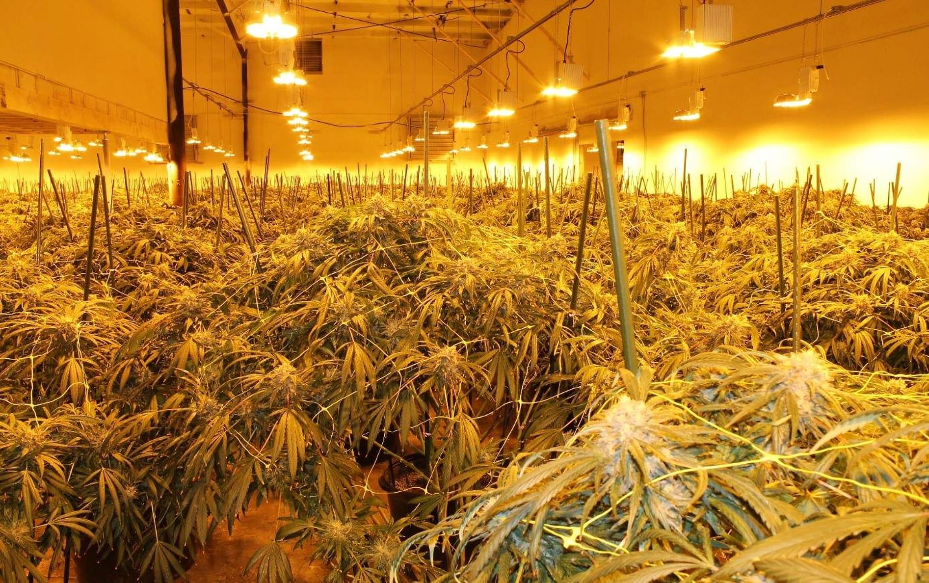 Salmon Arm RCMP seize 1,600 cannabis plants from unlicensed grow