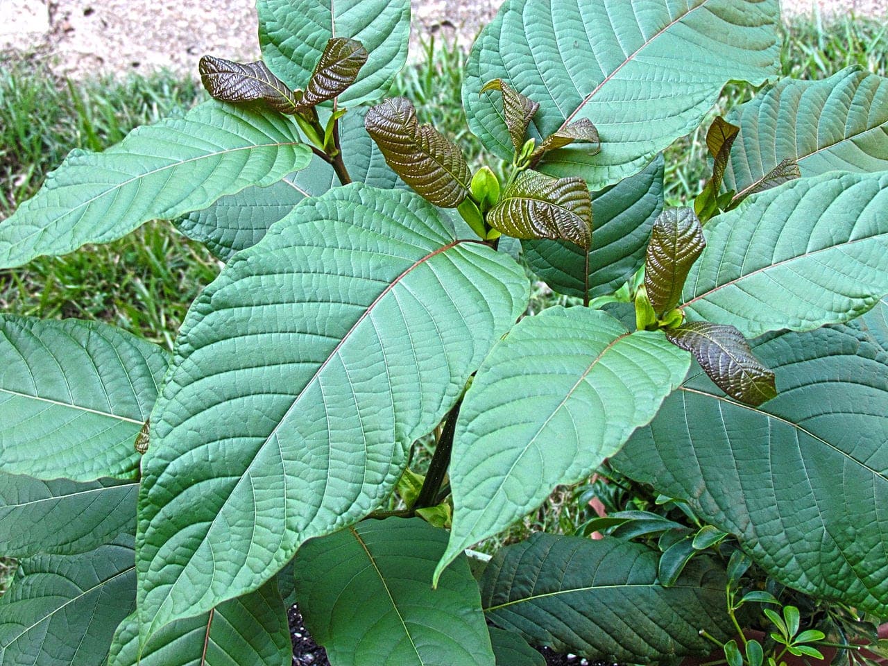 Schedule I tea at the Coca Leaf Café - kratom tree