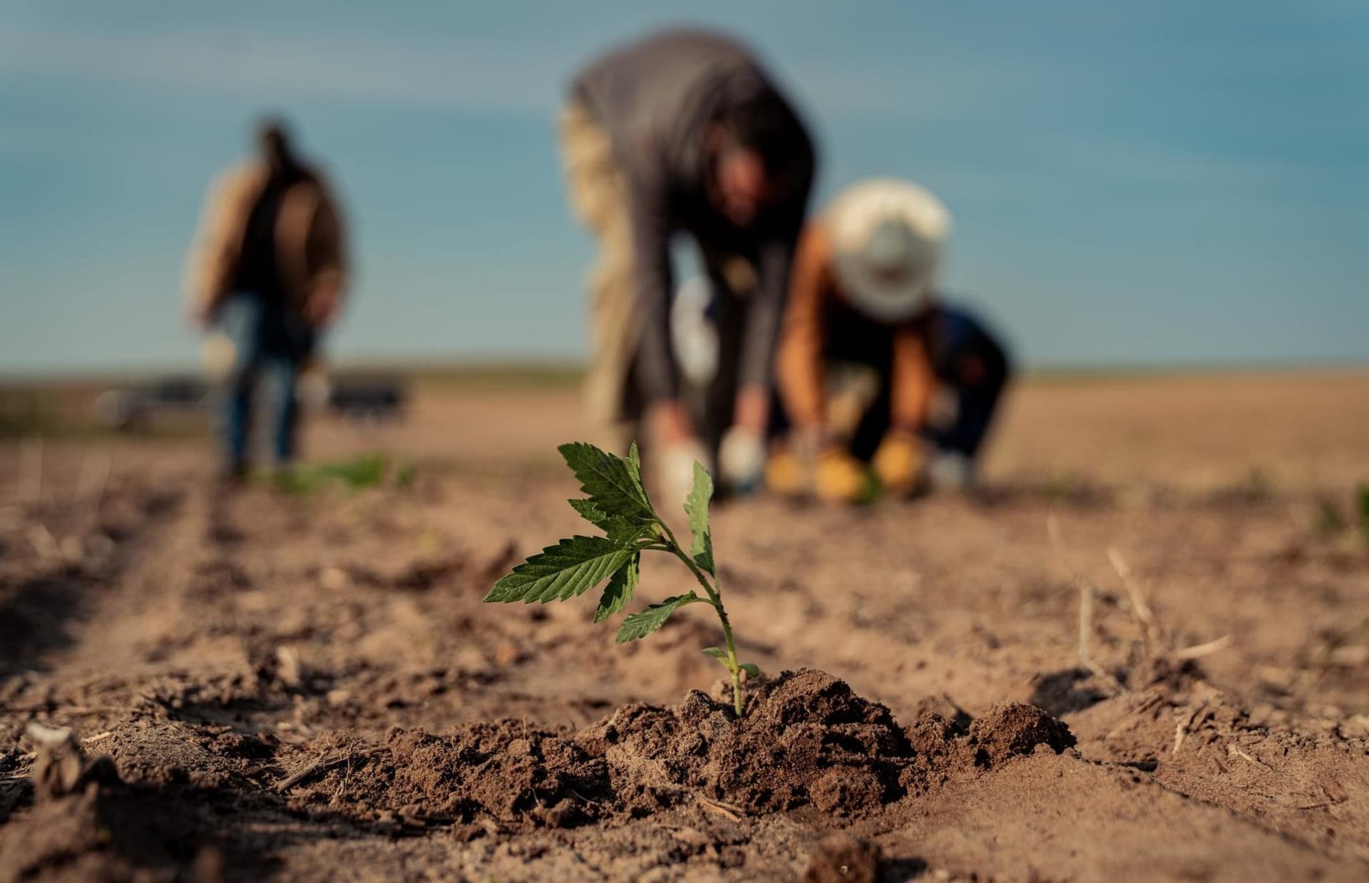 Health Canada opens up CBD market with new hemp cultivar approvals