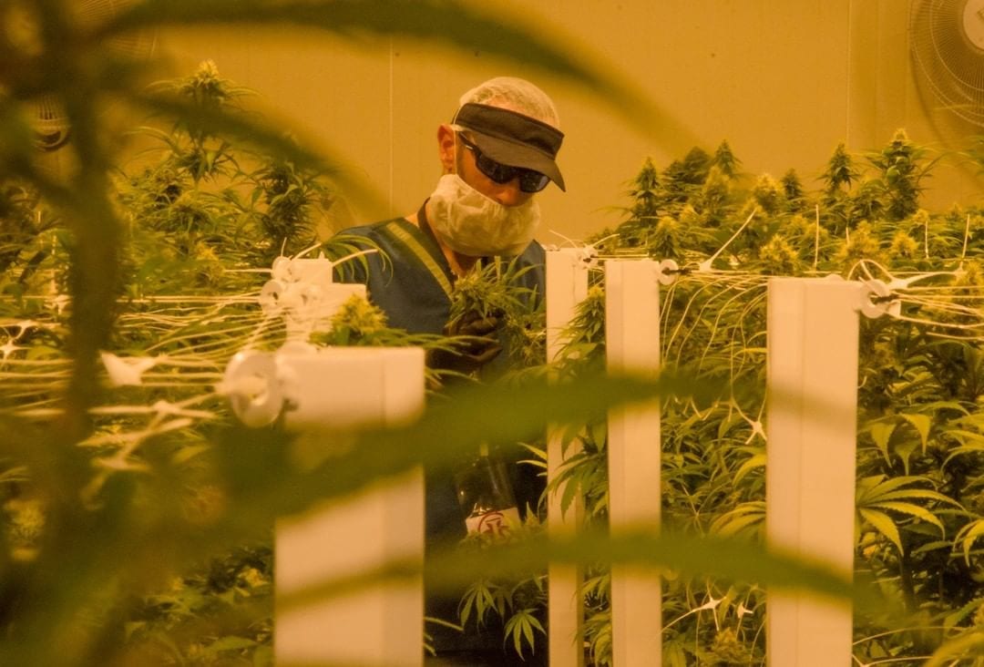 Ikänik Farms inks 3-year Latin American CBD deal