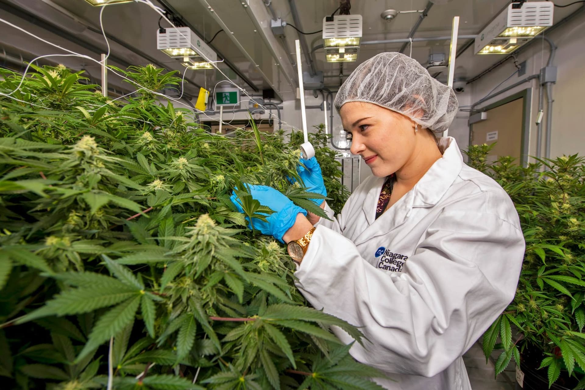Michigan university to offer first US cannabis chemistry scholarship