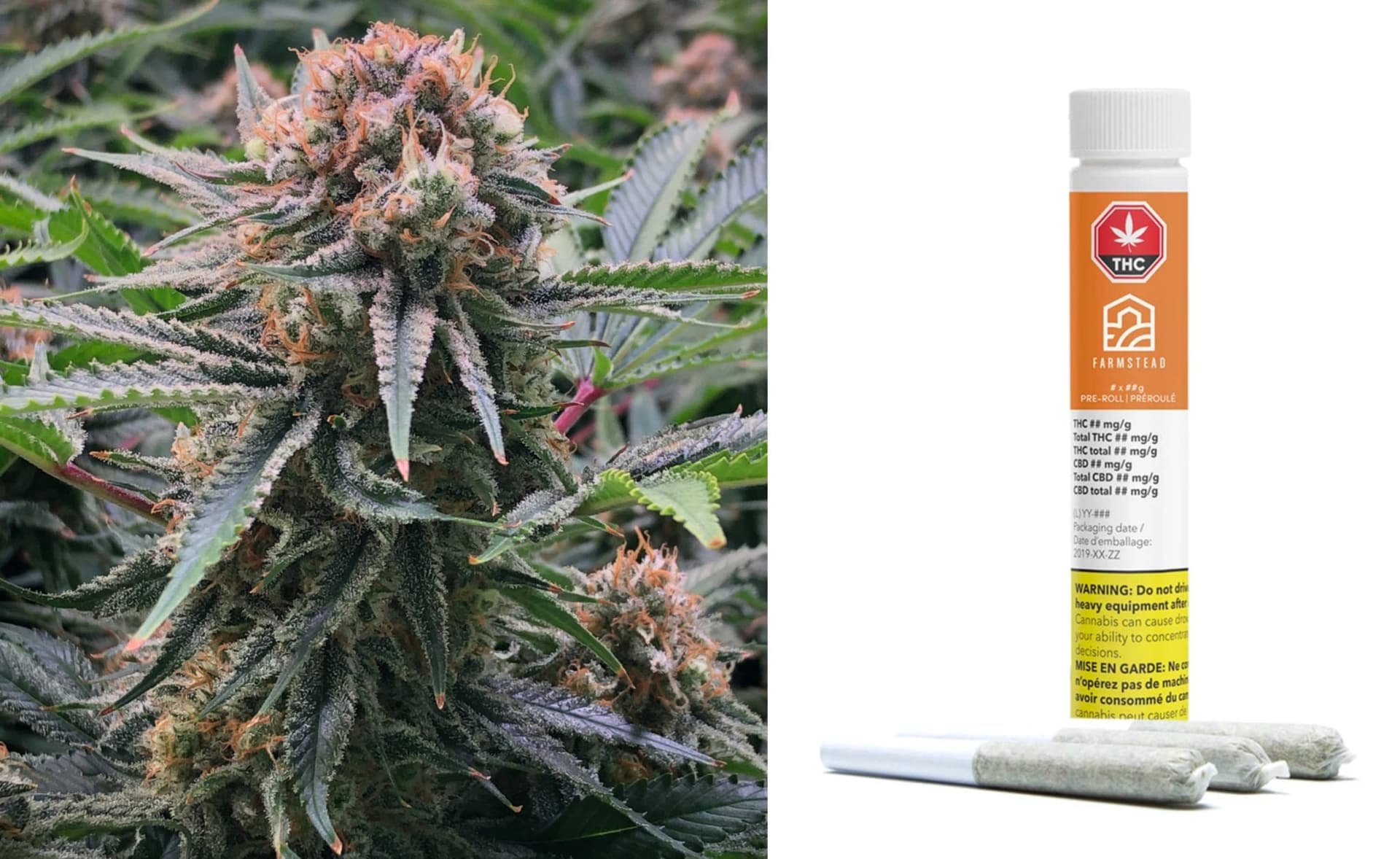 Cannabis Quality Assurance CEO refutes critics over program's integrity