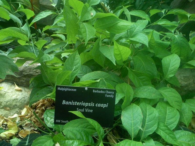 Ayahuasca ceremonies promote peacebuilding among divided societies - study - caapi soul vine