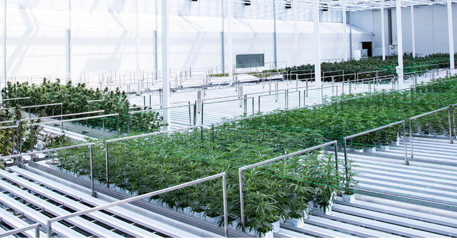 Denmark extends trial for cannabis patients, makes production permanent