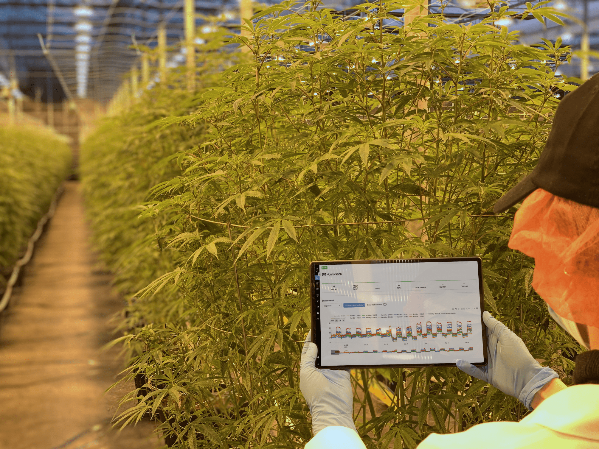 How one software firm is helping the Canadian cannabis industry save trees - Elevated Signals in use at Tantalus Labs